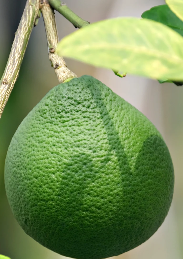 Lime Tahiti Espagne