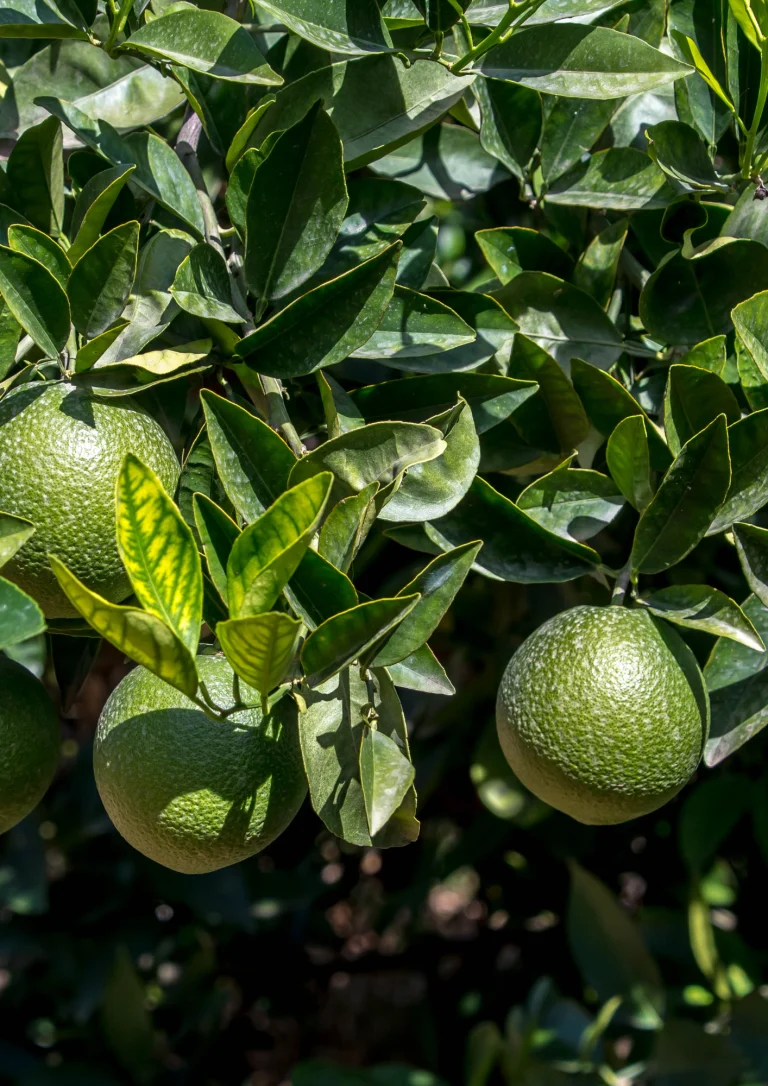 Lime Tahiti Colombie
