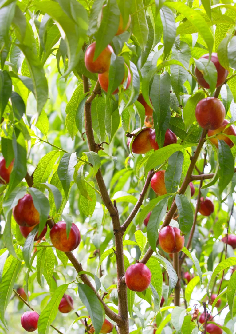 Nectarine