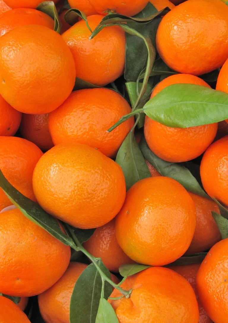 Clémentine Fine Maroc