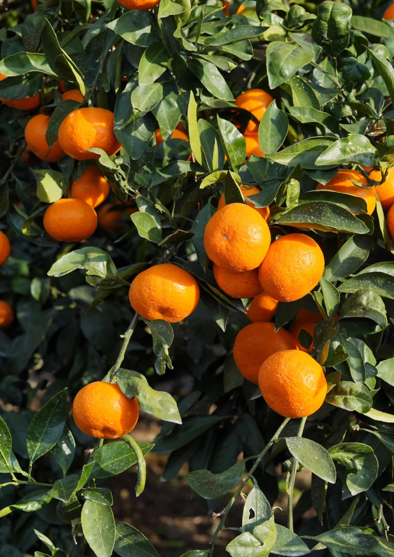 Mandarine Nadorcott