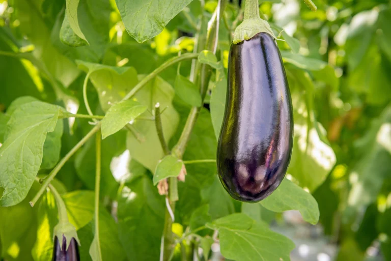 Aubergines