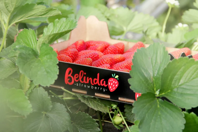 Fraise Espagne (Huelva)