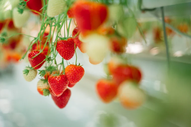Fraise Belgique