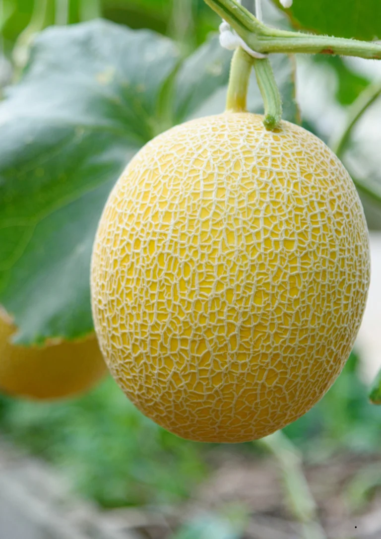 Melon Galia