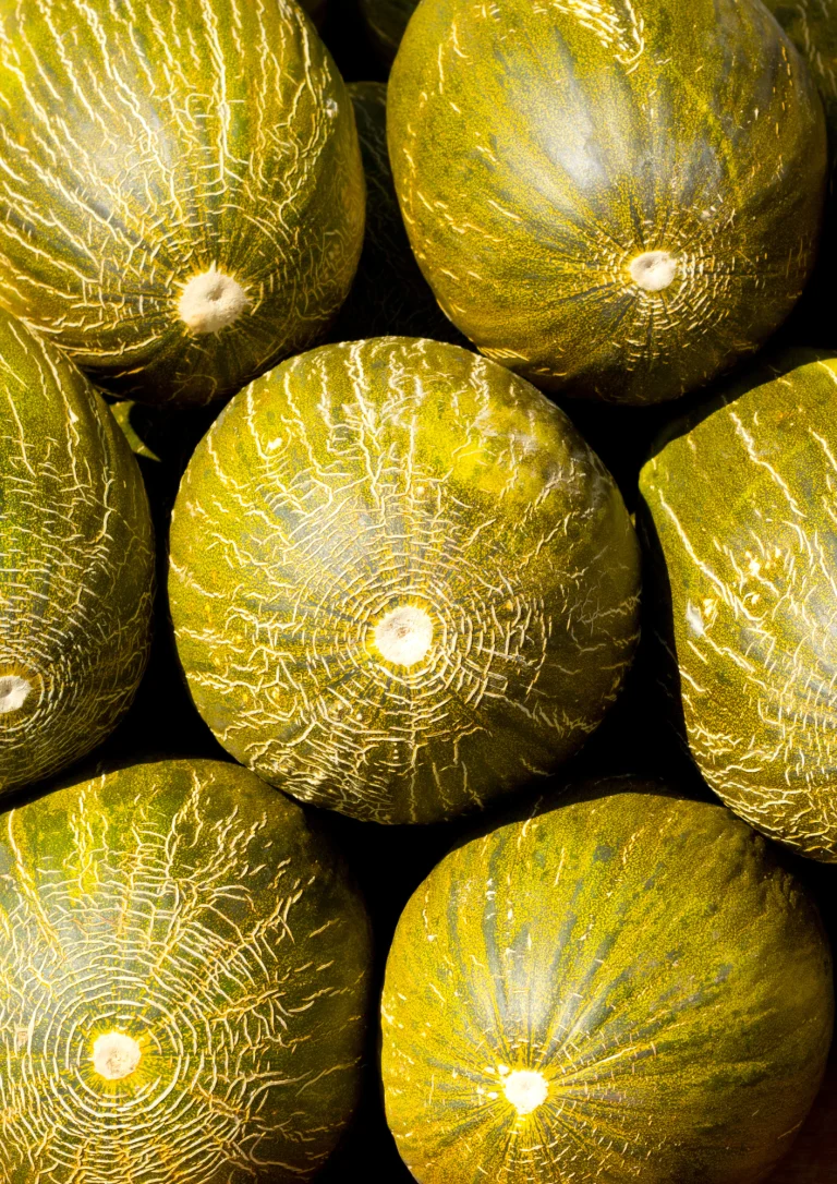 Melon piel de sapo