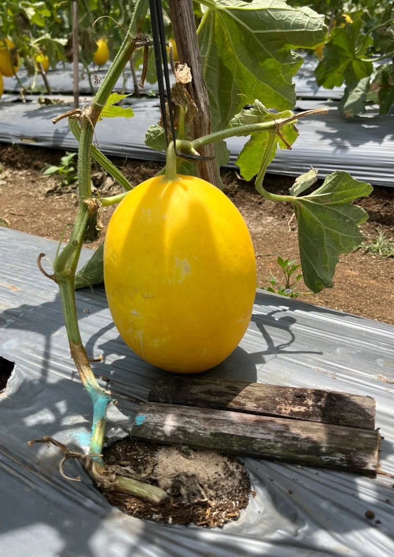 Melon canari