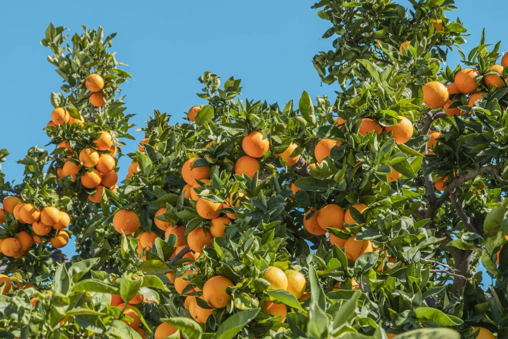 Orangers