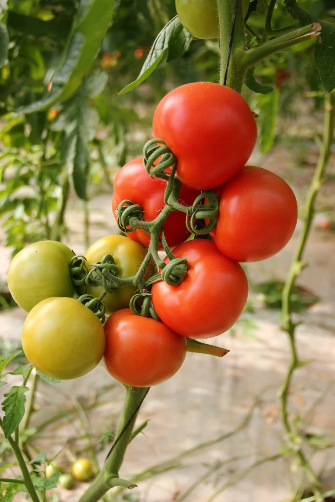 Tomates sous serre