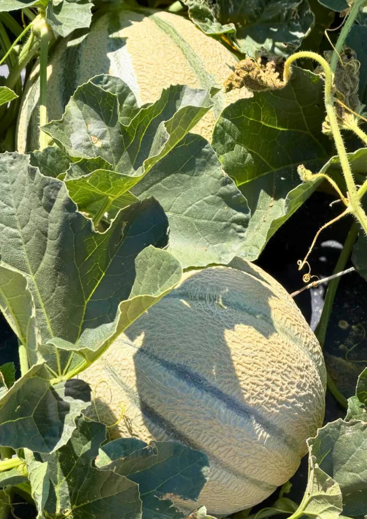 Melons du Quercy sur le plant
