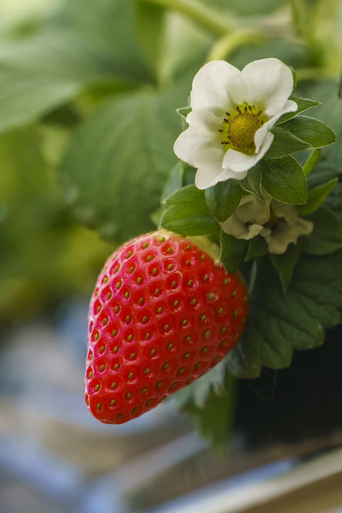 Fraise sur le plant, Green Valley Berries