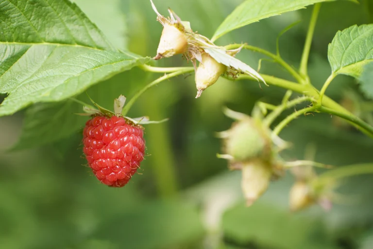 Framboise Espagne