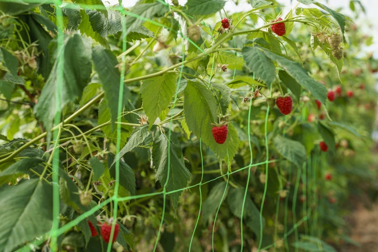 Framboise Portugal