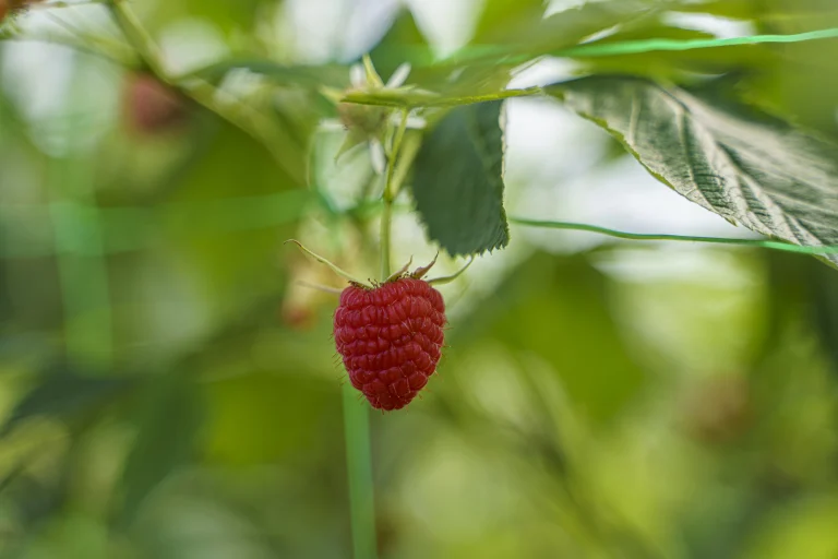 Framboise Belgique