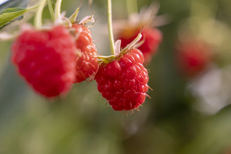 Framboise Maroc