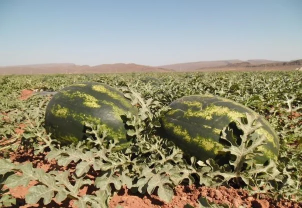 Pastèque Mauritanie