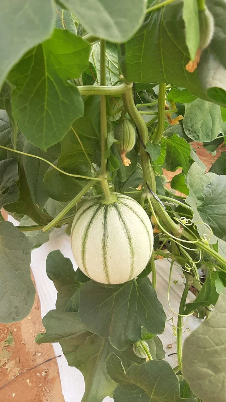 Melon charentais vert Maroc