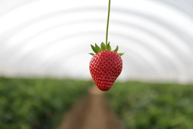 Fraise Espagne (Segovia)
