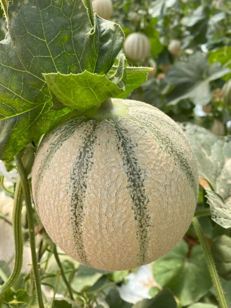 Melons