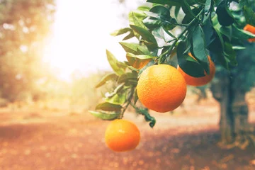Orange Espagne & Portugal