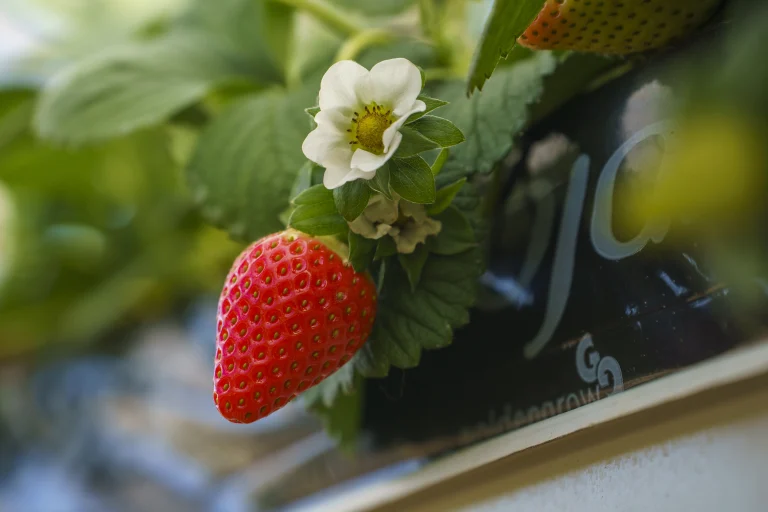 Fraise Maroc