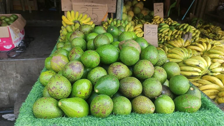 Avocats