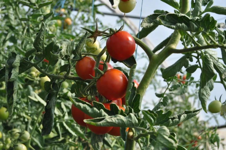 Tomate Roma