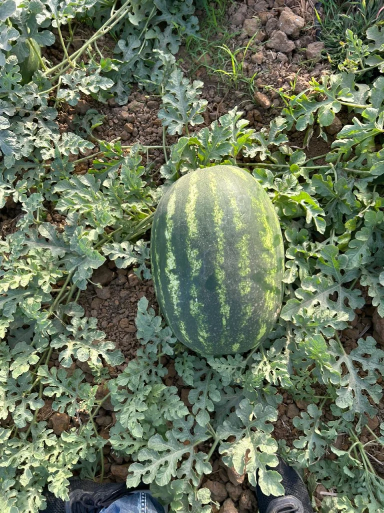 Pastèque Maroc