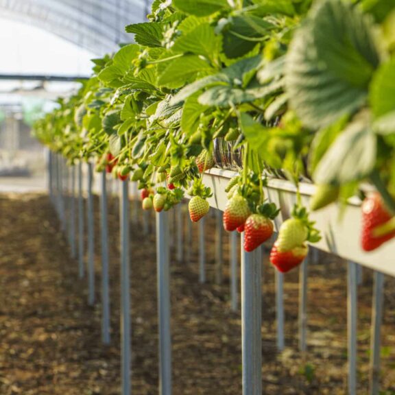 Production et commercialisation de fruits et légumes frais